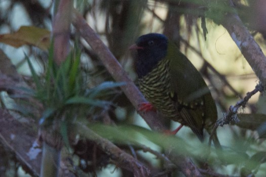 Barredd Fruiteater at Zuro Loma